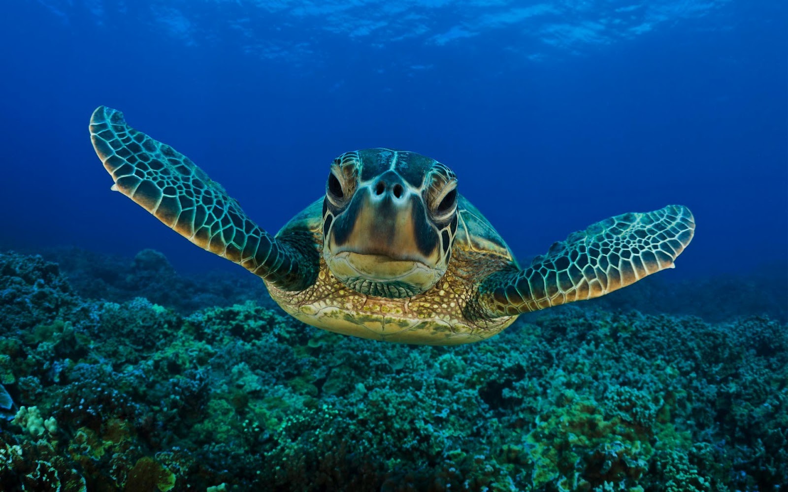 Sea Turtle Desktop Background