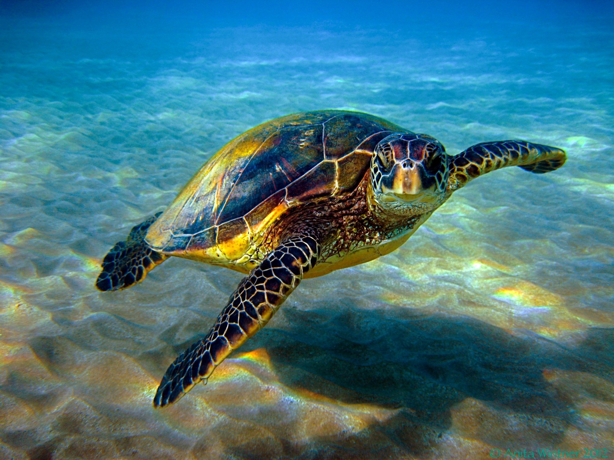 Sea Turtle Desktop Background