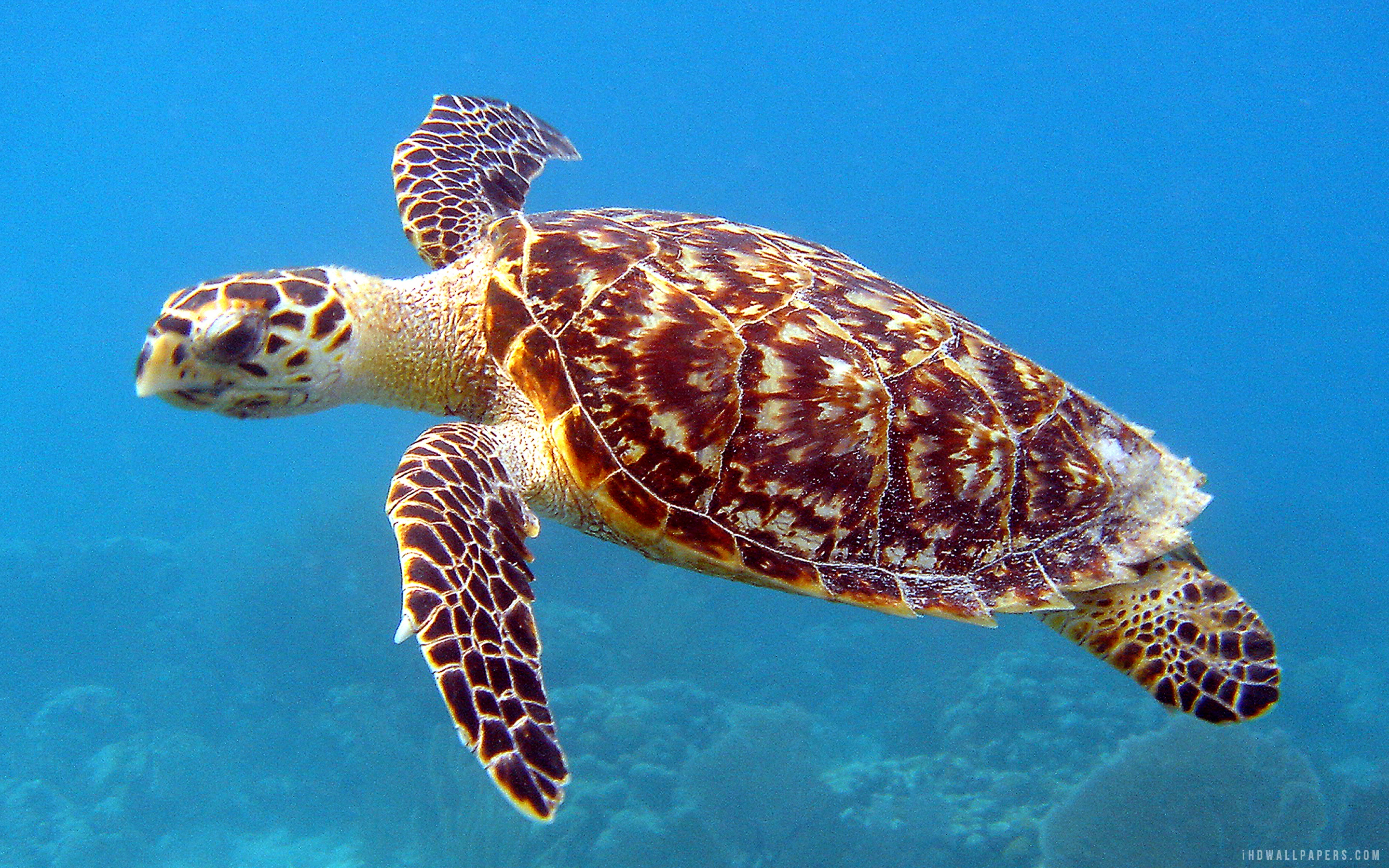 Sea Turtle Desktop Background