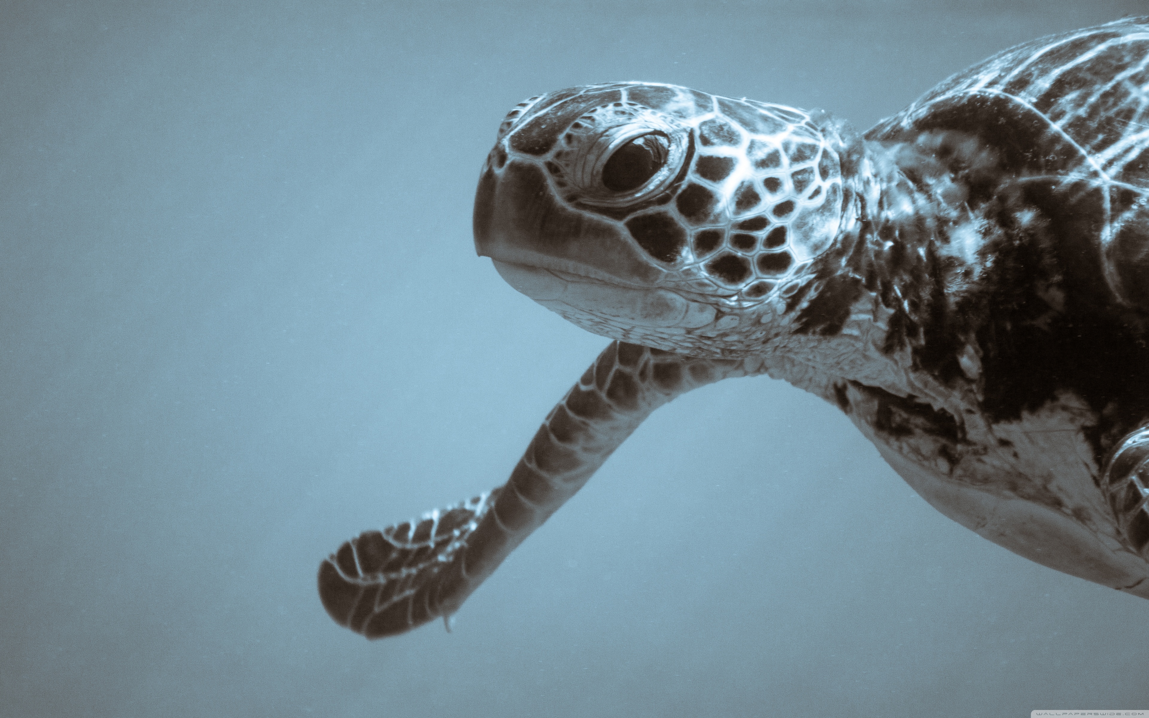 Sea Turtle Desktop Background