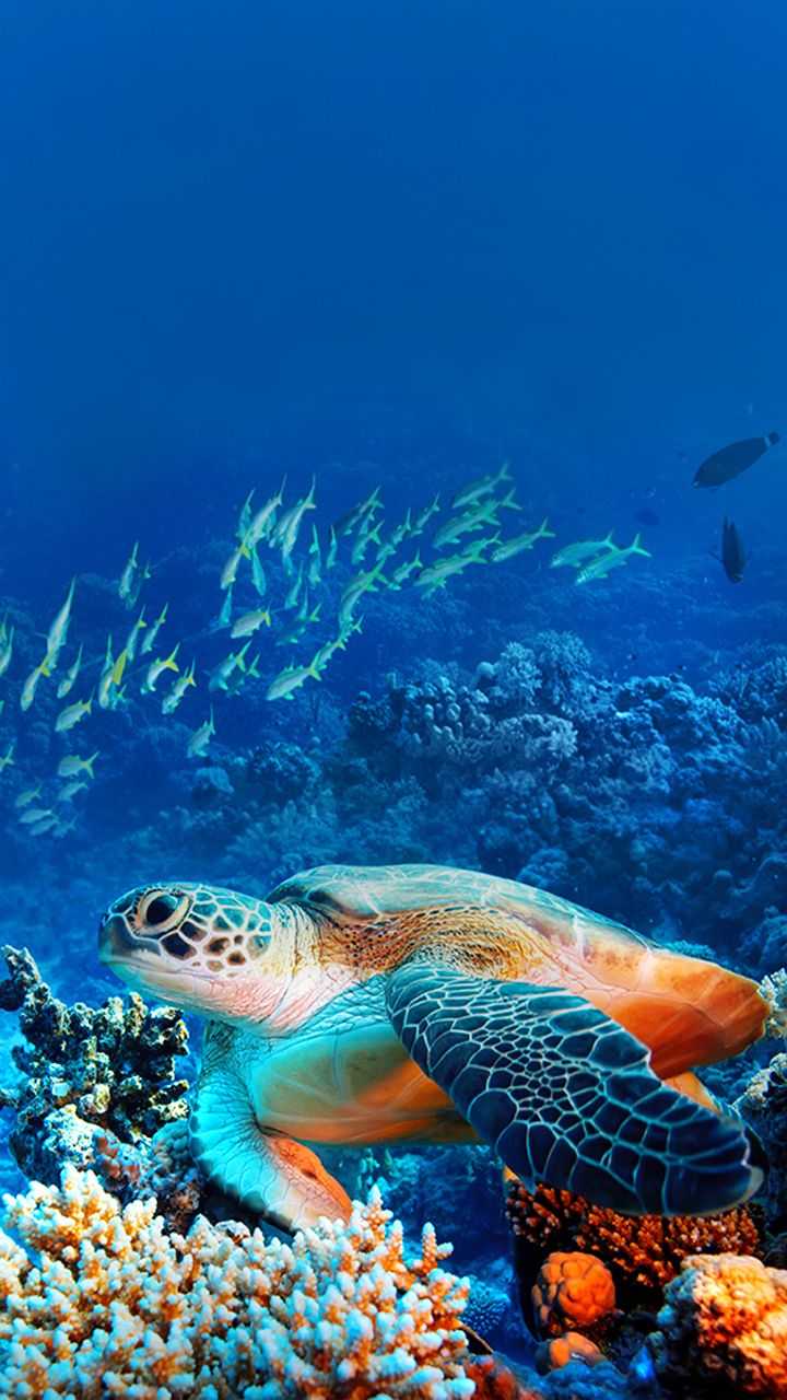 Sea Turtle Desktop Background