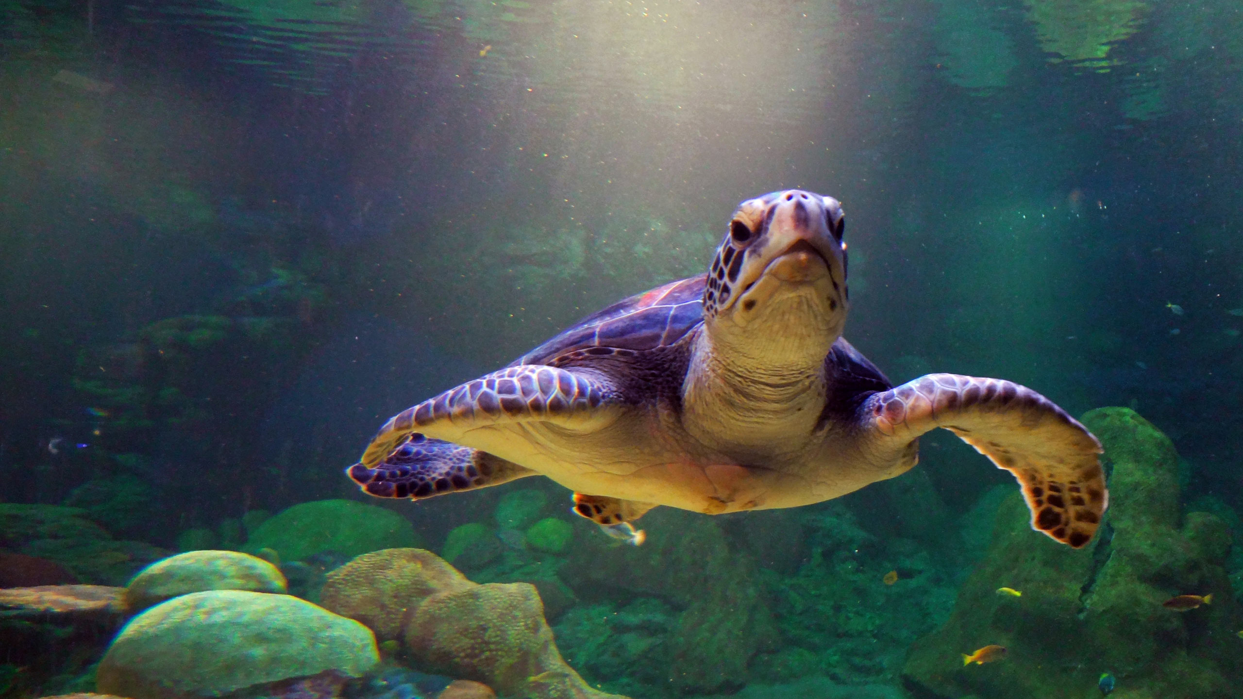 Sea Turtle Desktop Background