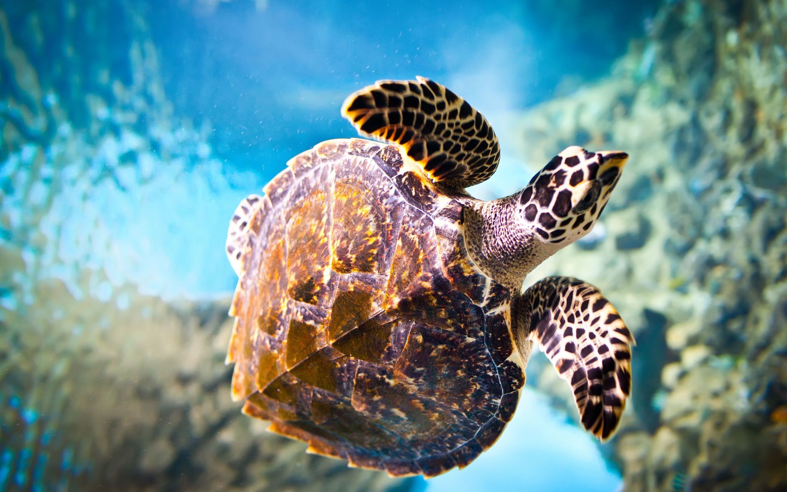 Sea Turtle Desktop Background