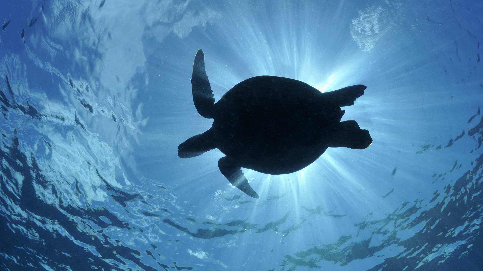 Sea Turtle Desktop Background