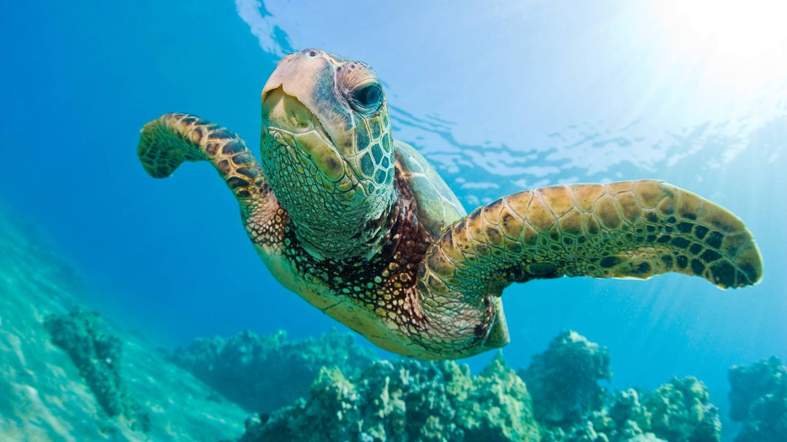 Sea Turtle Desktop Background