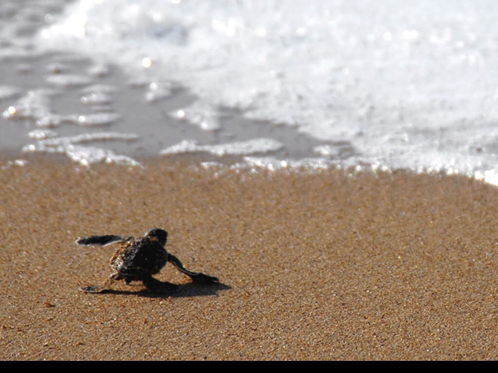 Sea Turtle Desktop Background