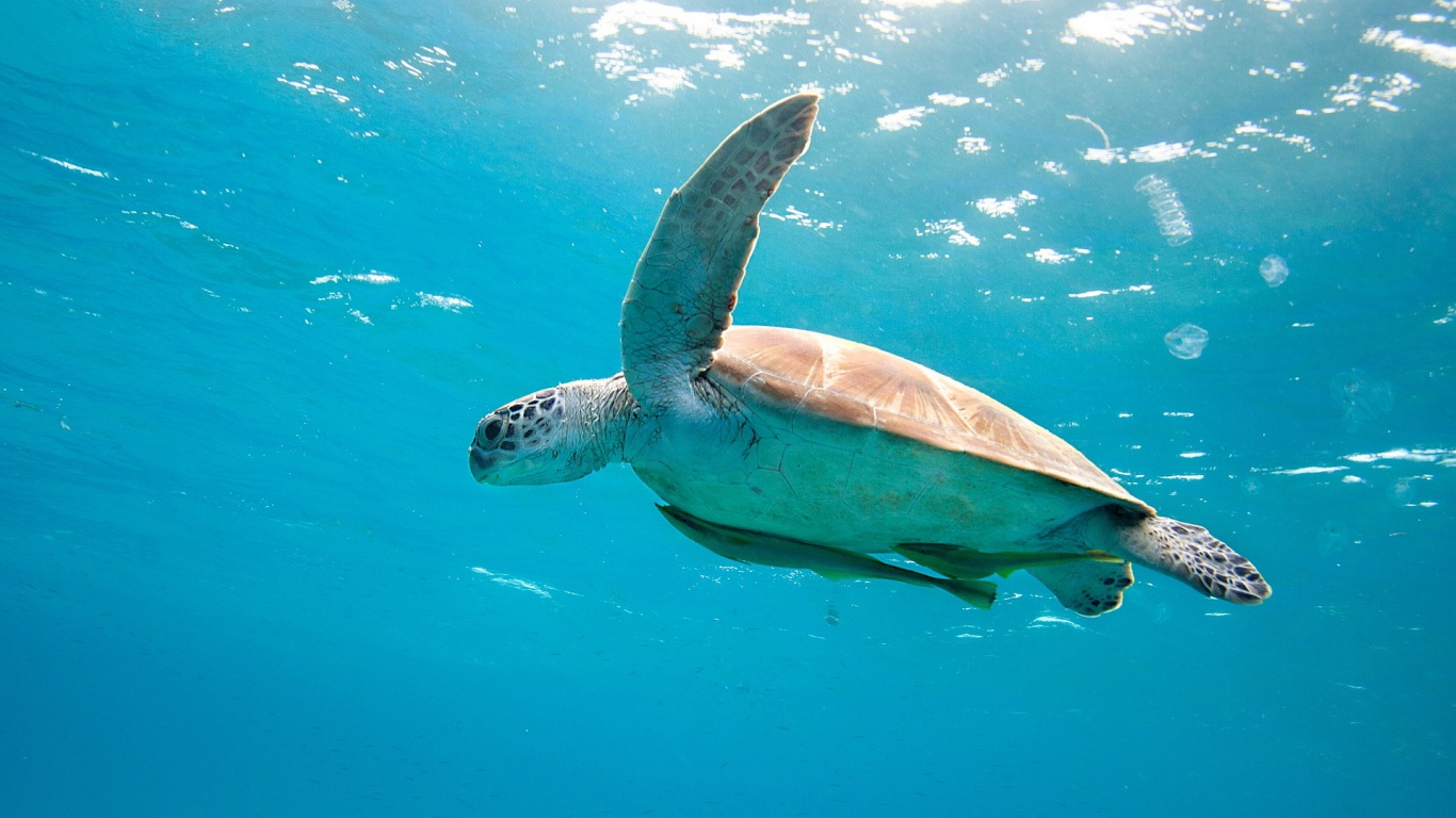 Sea Turtle Desktop Background