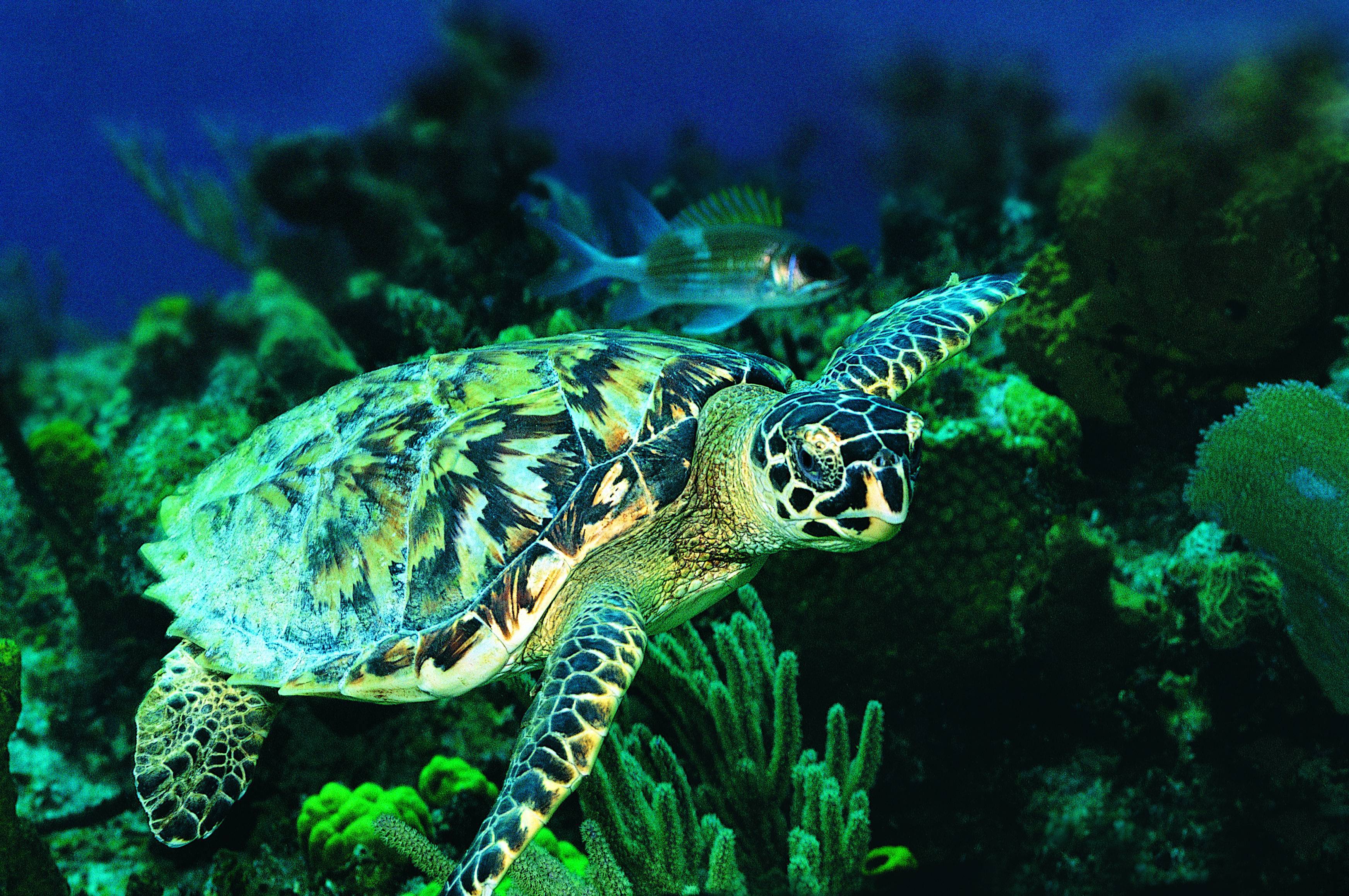 Sea Turtle Desktop Background