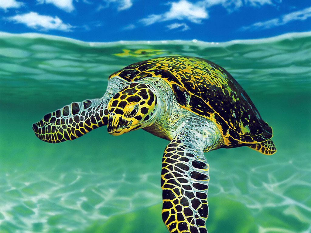 Sea Turtle Phone Wallpapers