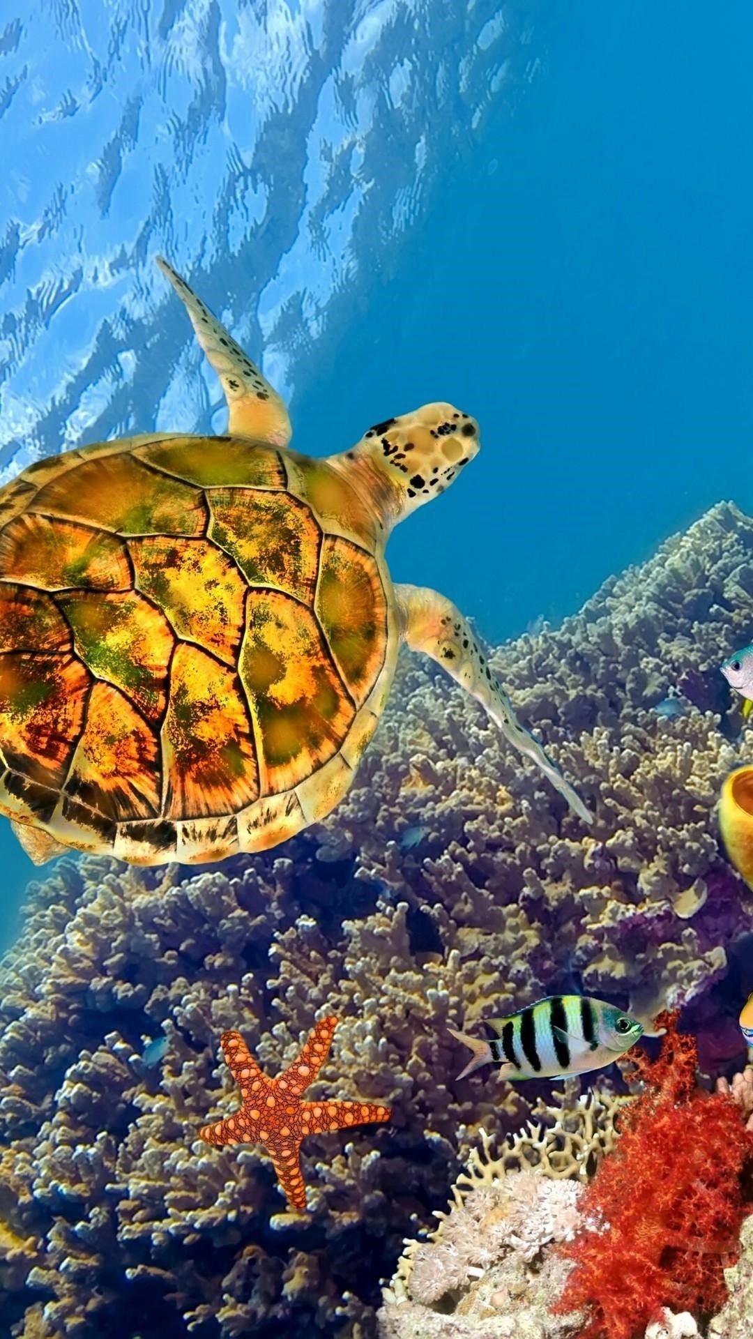 Sea Turtle Phone Wallpapers