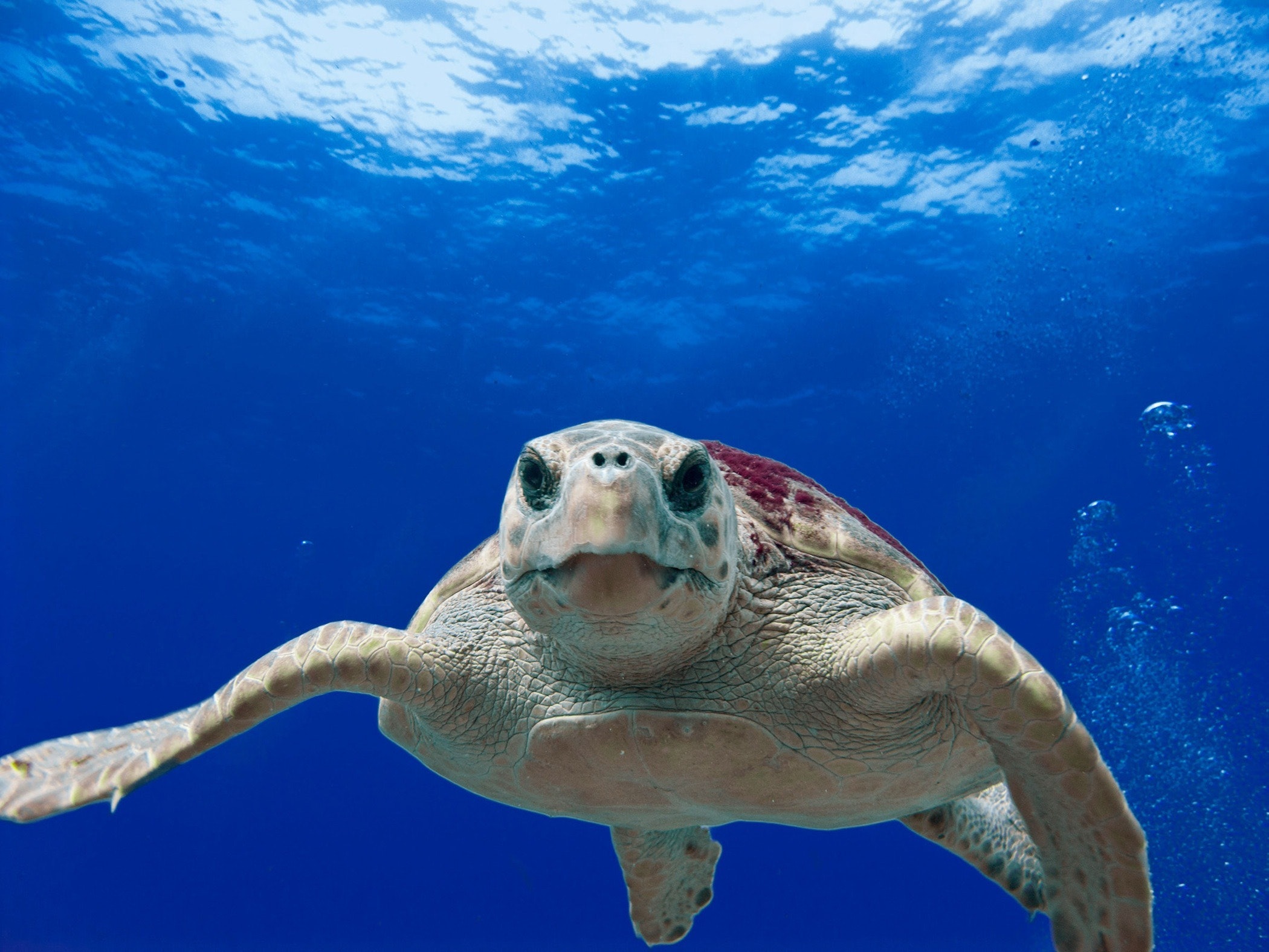 Sea Turtle Wallpapers