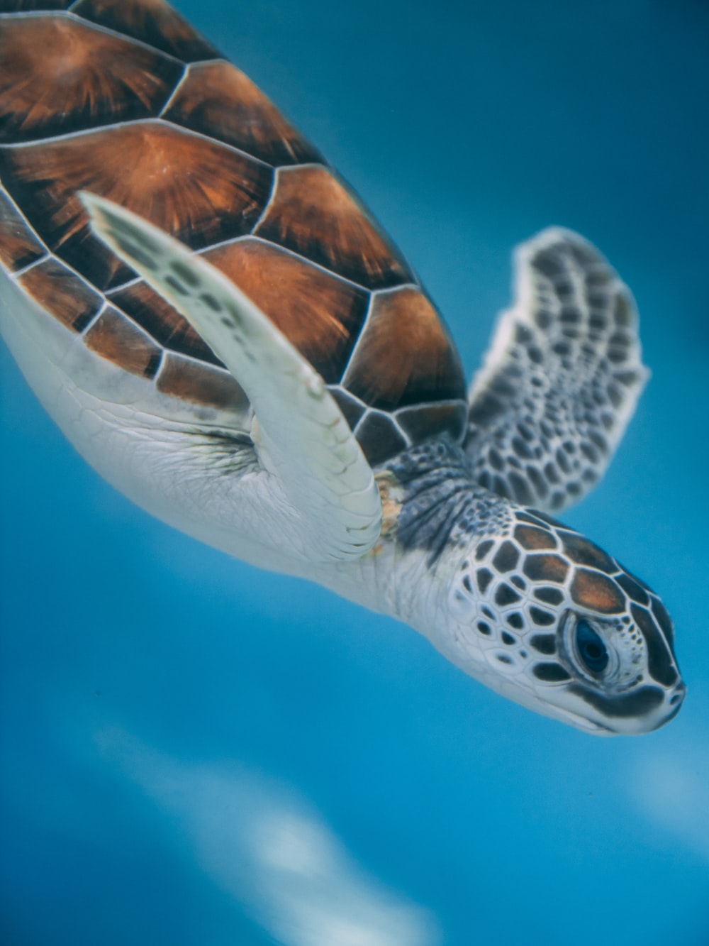 Sea Turtle Wallpapers