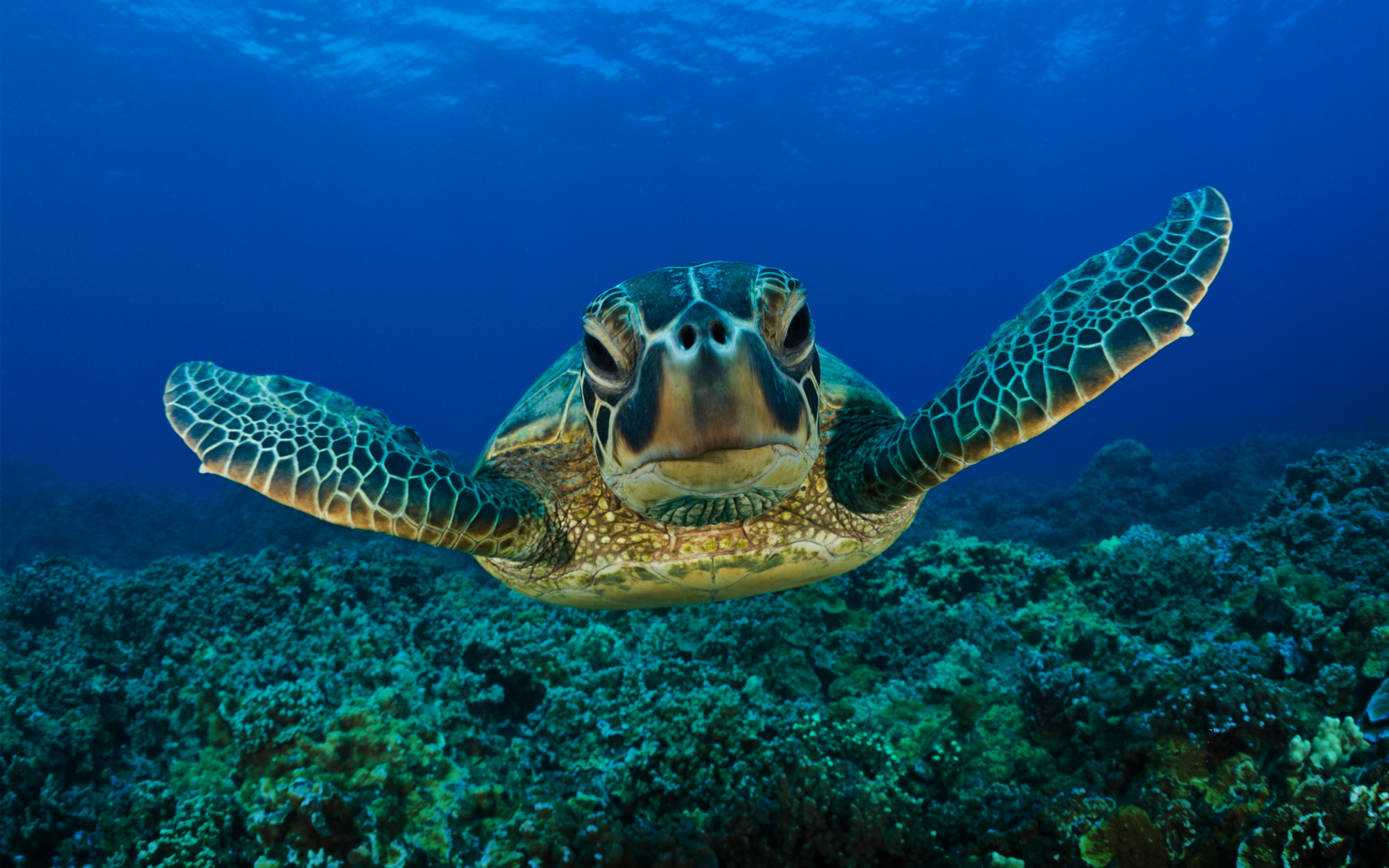 Sea Turtle Wallpapers