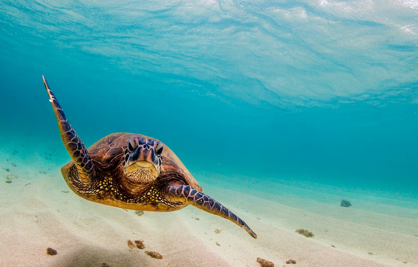 Sea Turtle Wallpapers