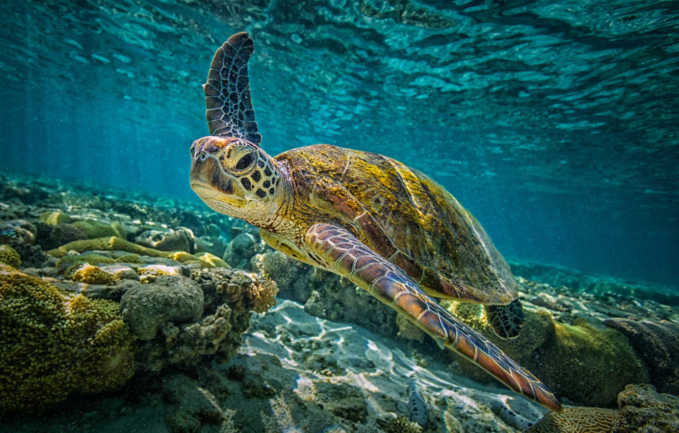 Sea Turtle Wallpapers