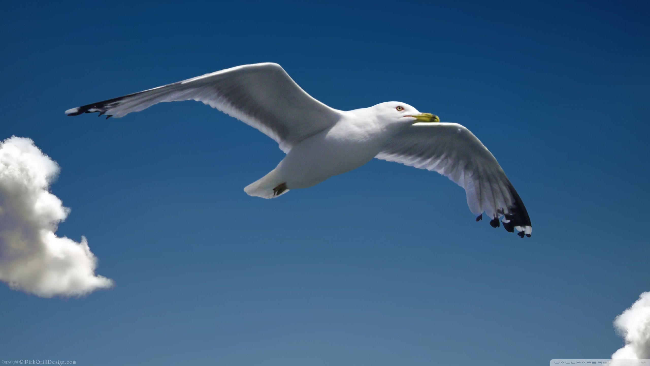 Seagull Wallpapers