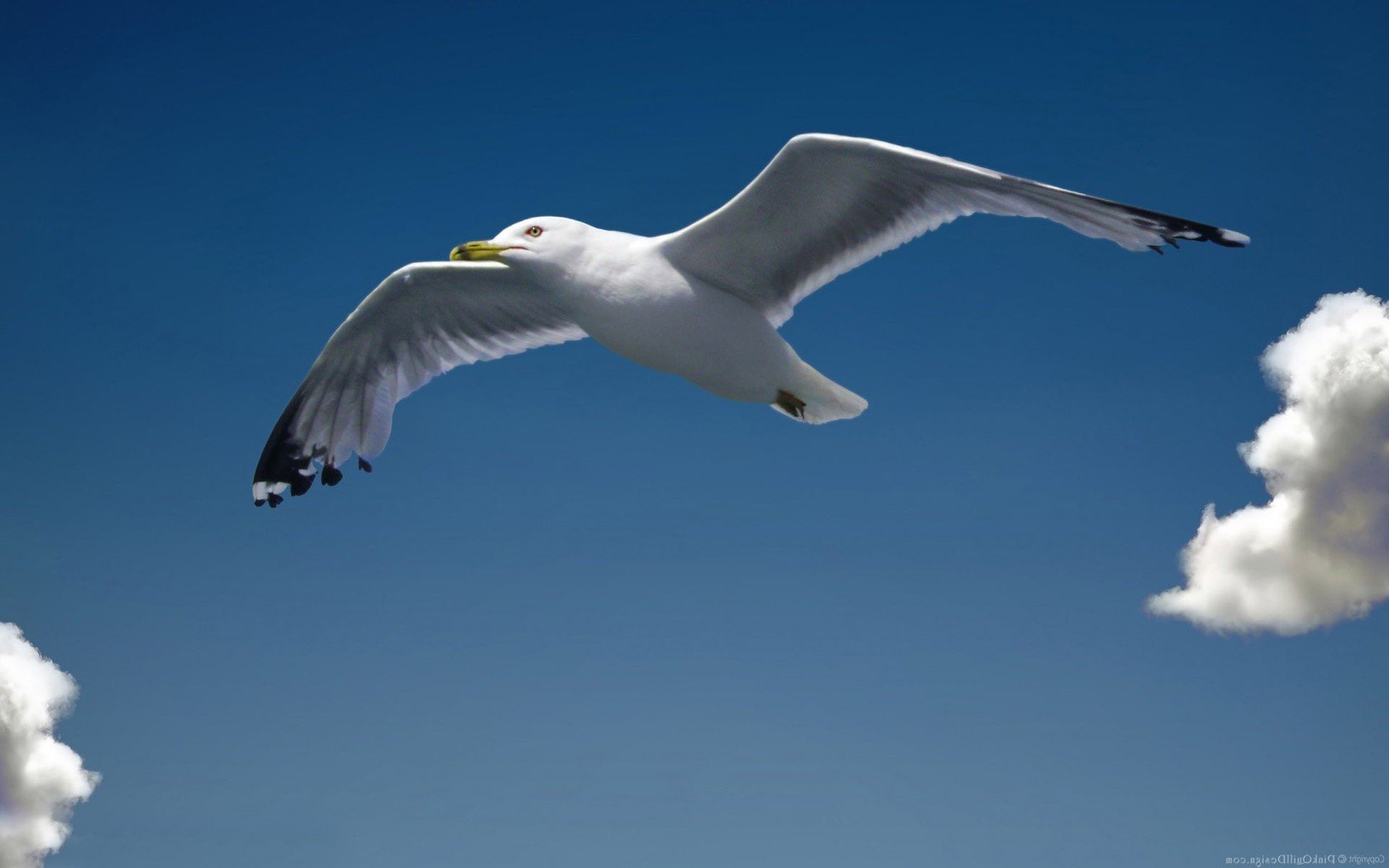 Seagull Wallpapers