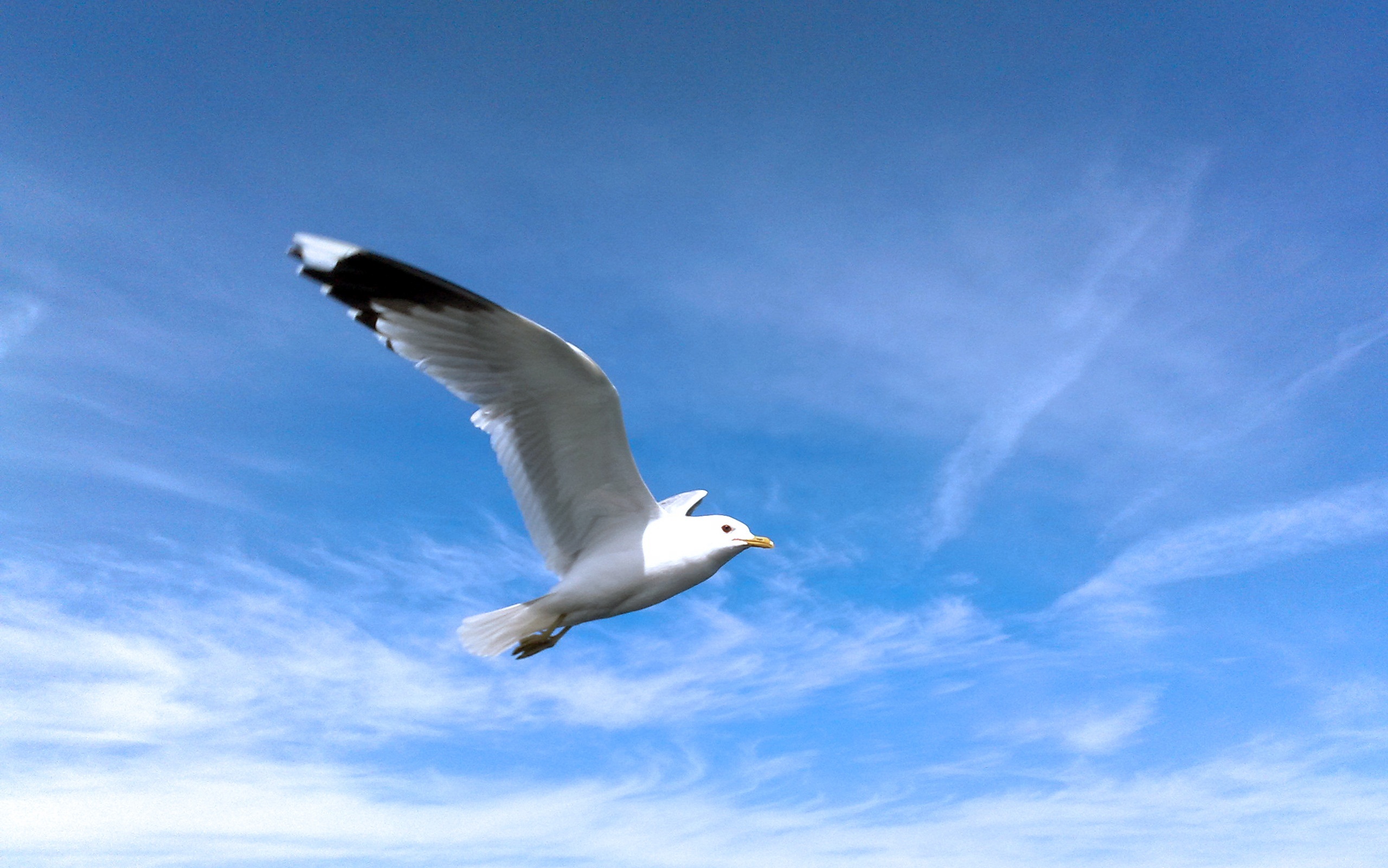 Seagull Wallpapers