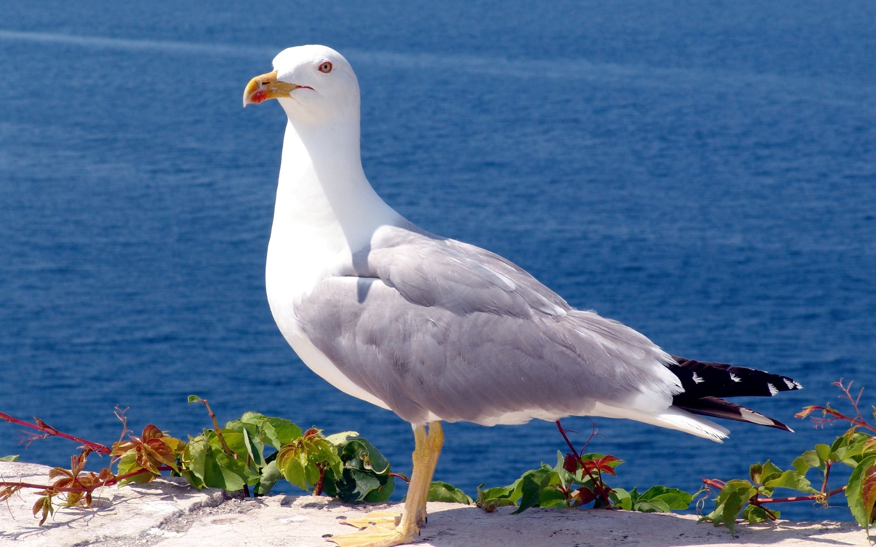 Seagull Wallpapers