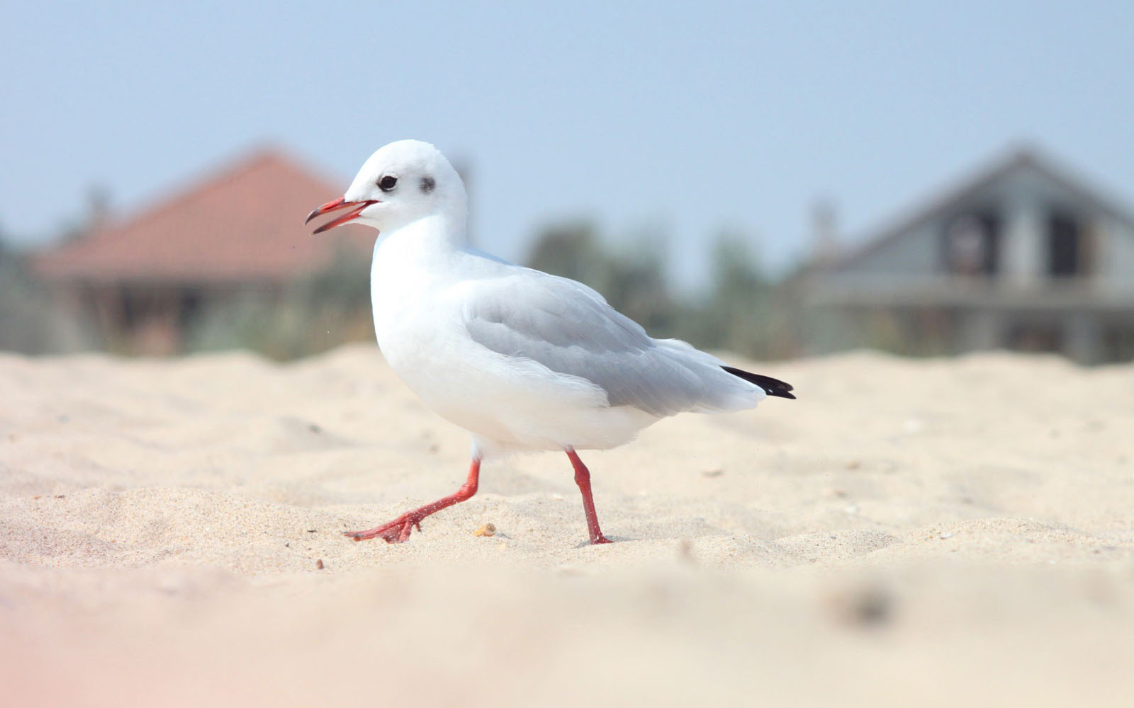 Seagull Wallpapers