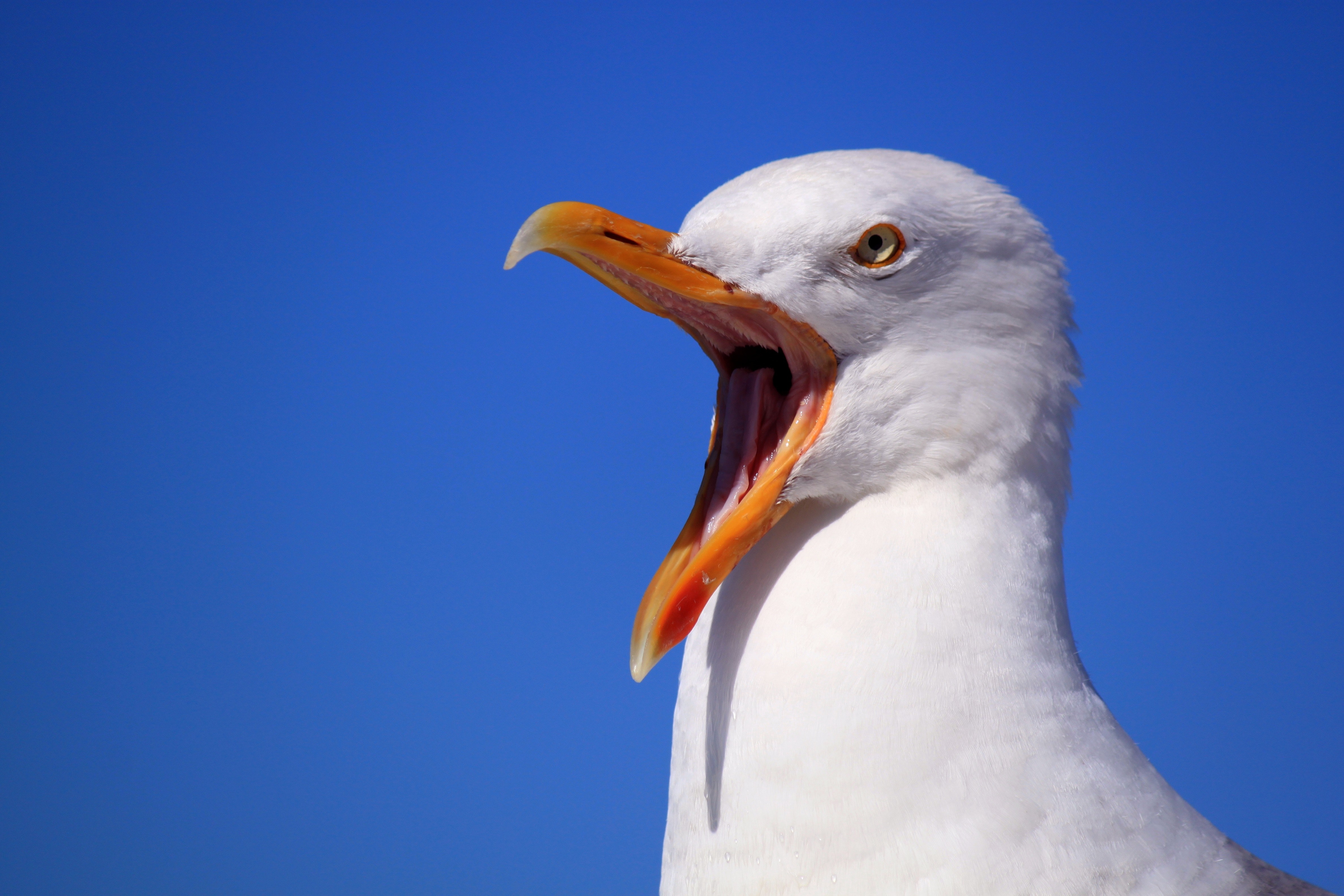 Seagull Wallpapers