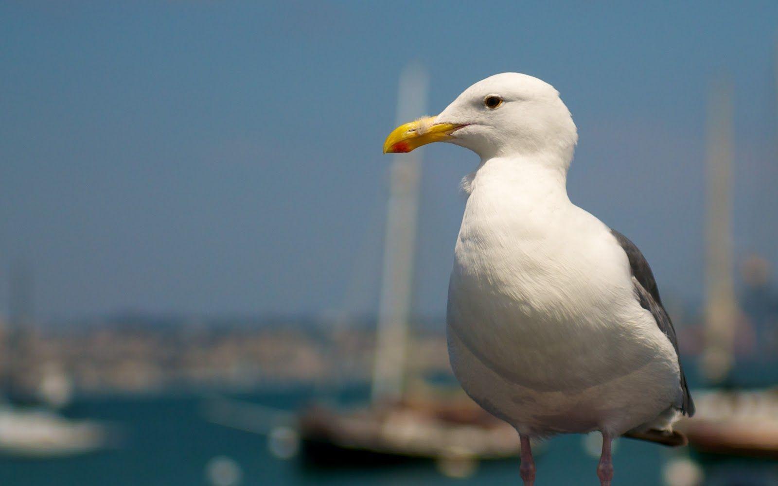 Seagull Wallpapers