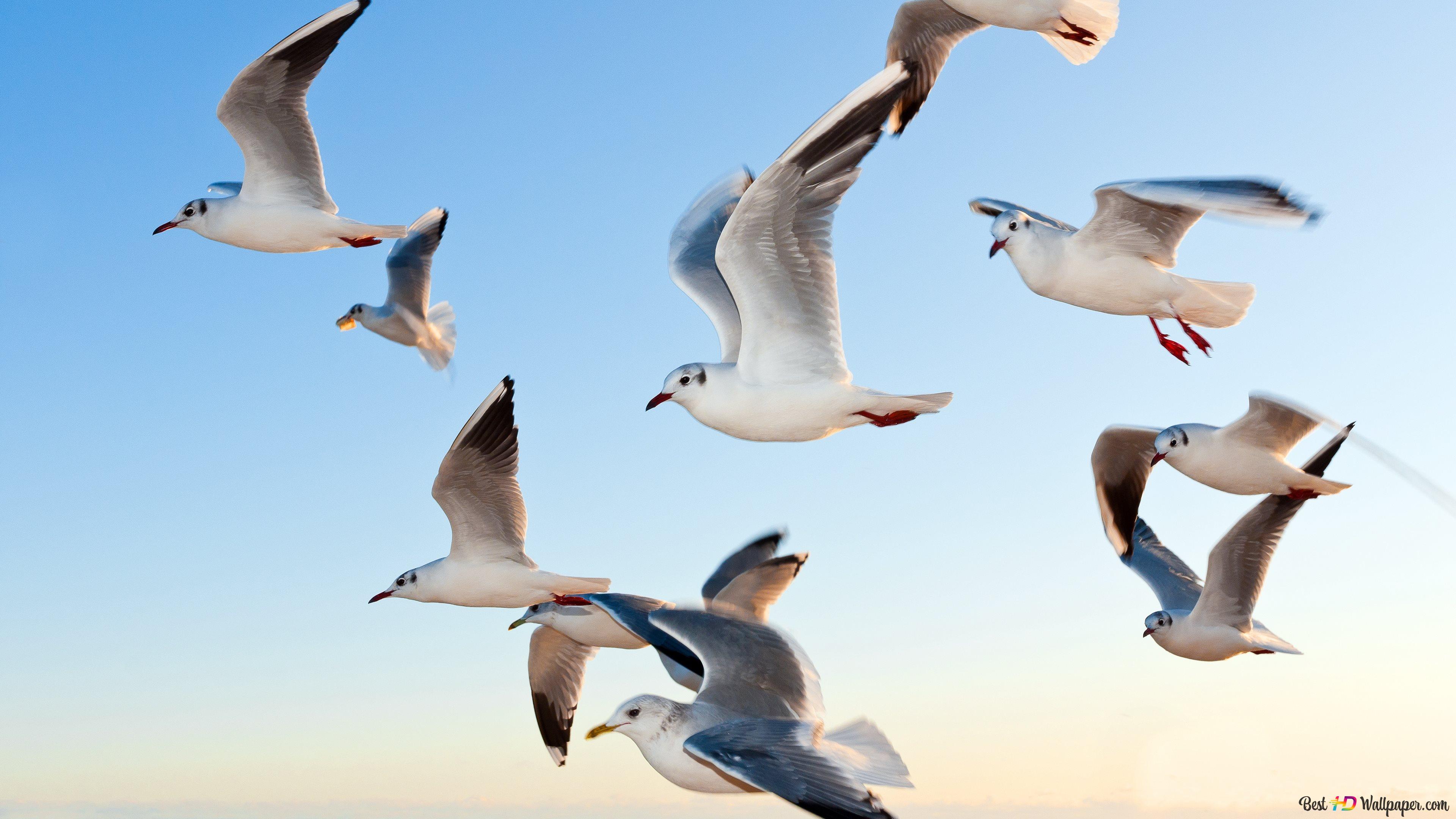 Seagull Wallpapers