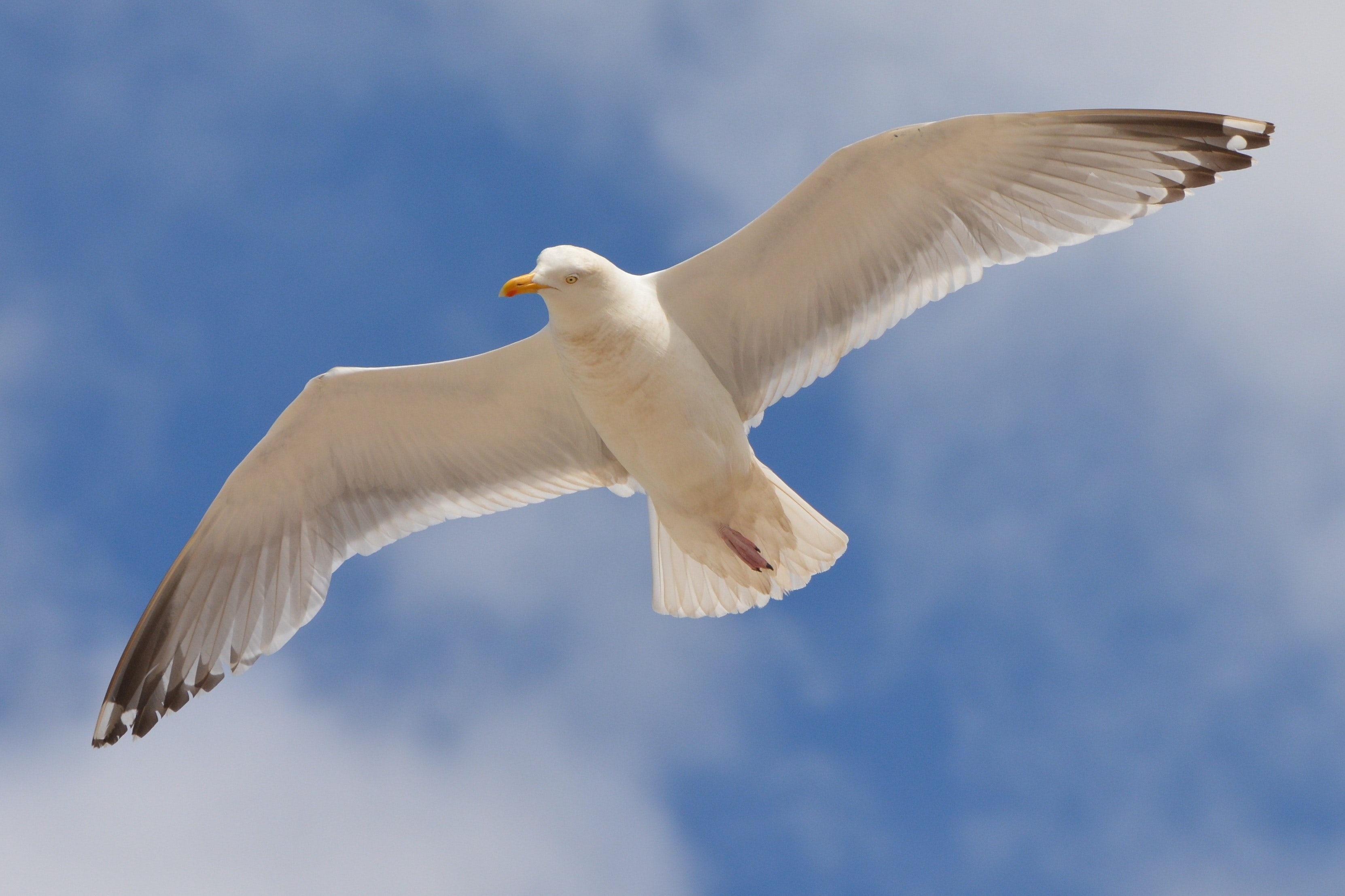 Seagull Wallpapers