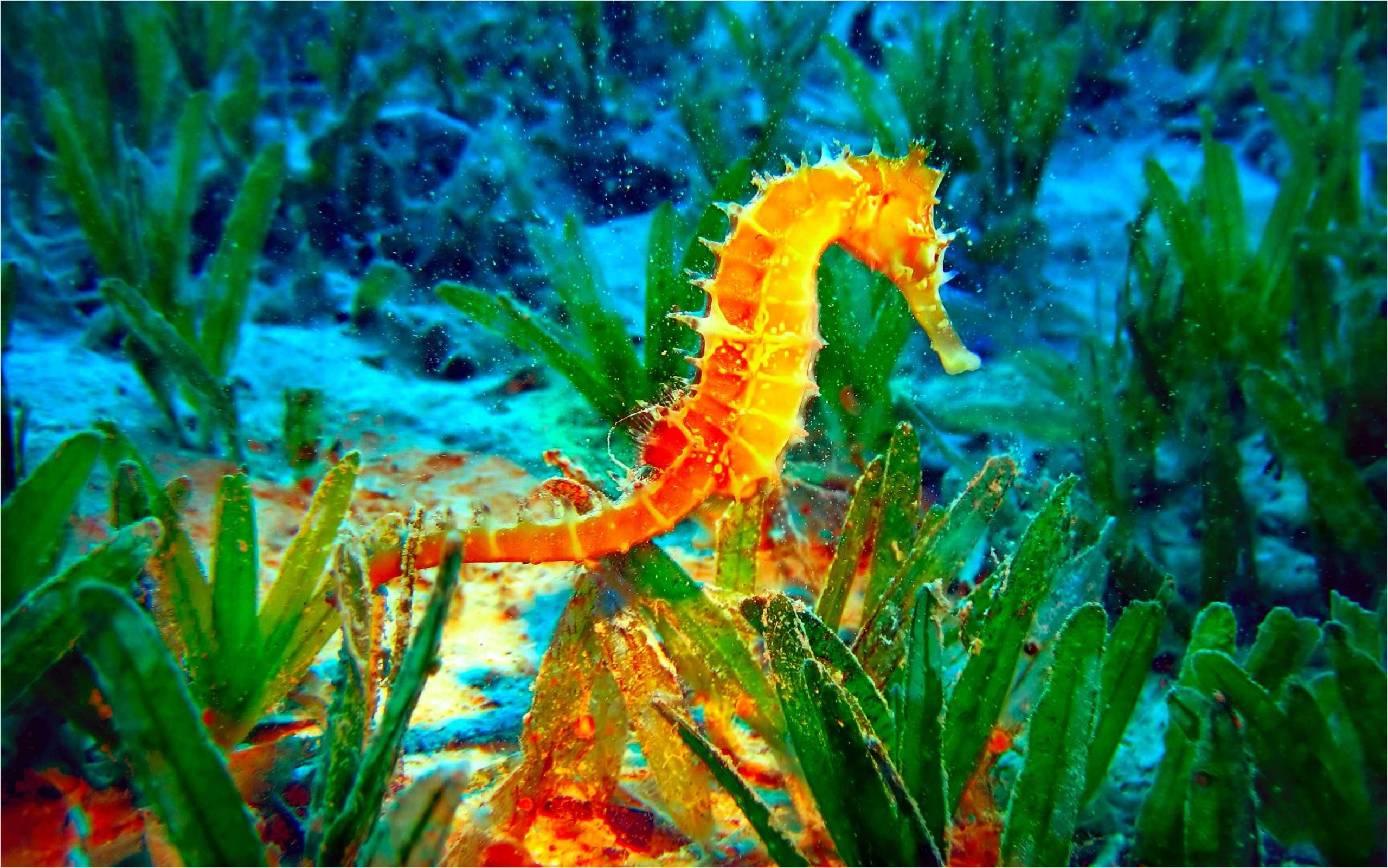 Seahorse Wallpapers