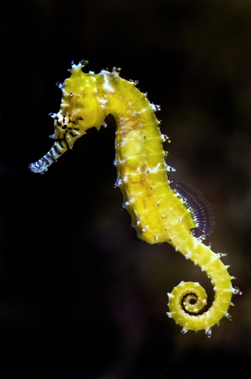 Seahorse Wallpapers