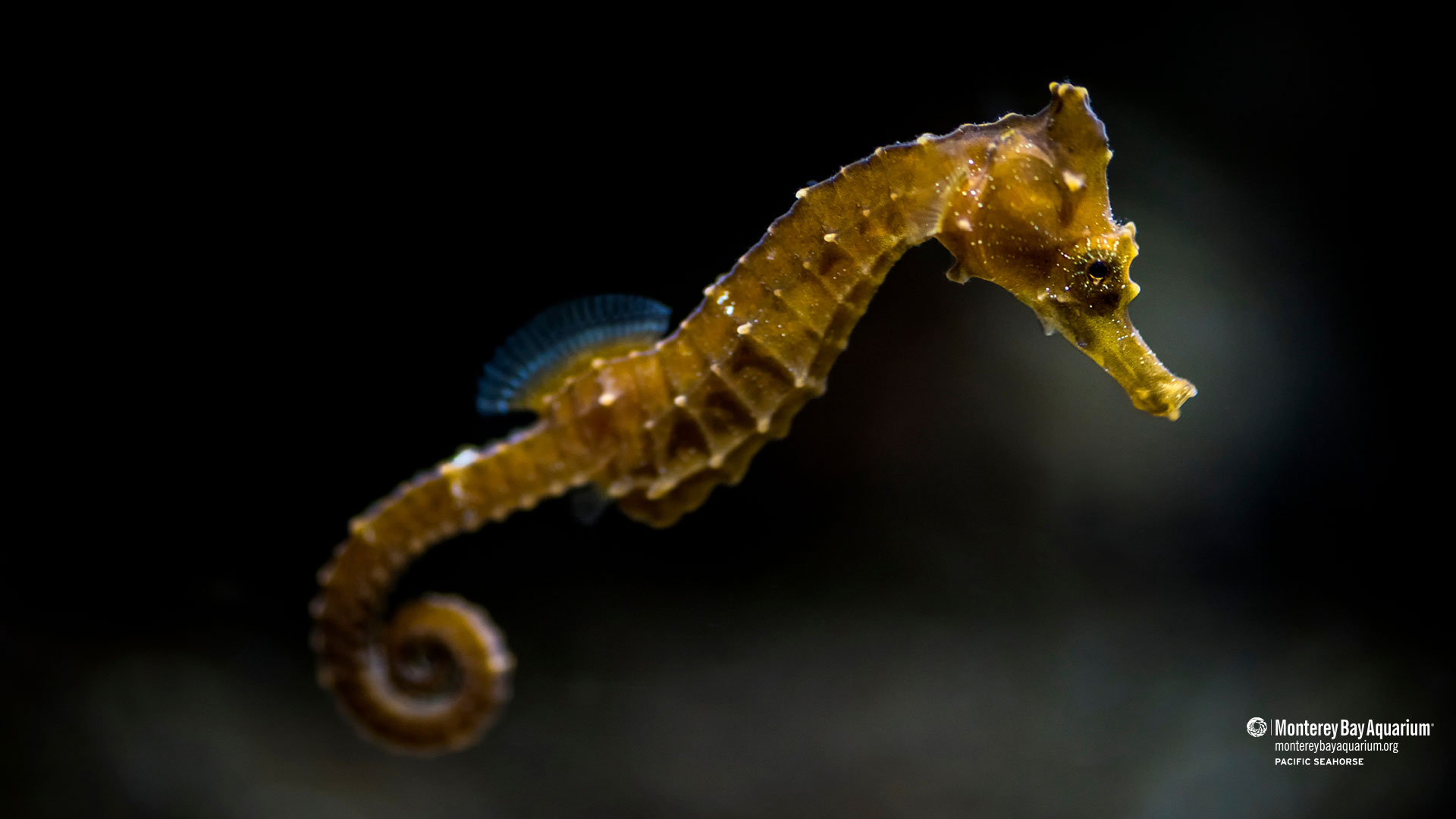 Seahorse Wallpapers