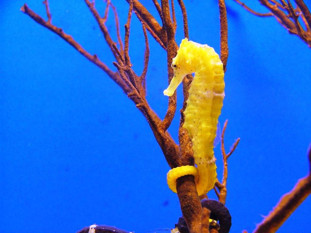 Seahorse Wallpapers