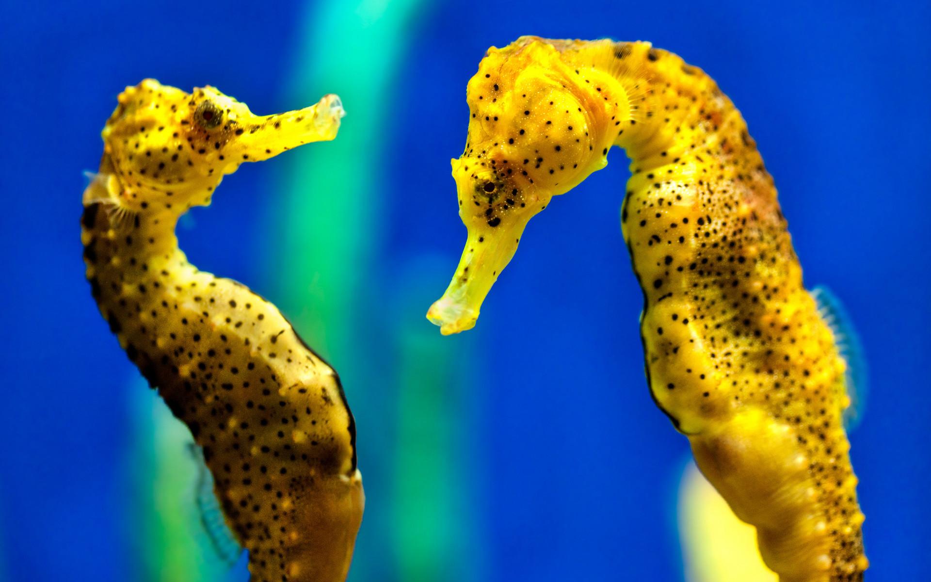 Seahorse Wallpapers