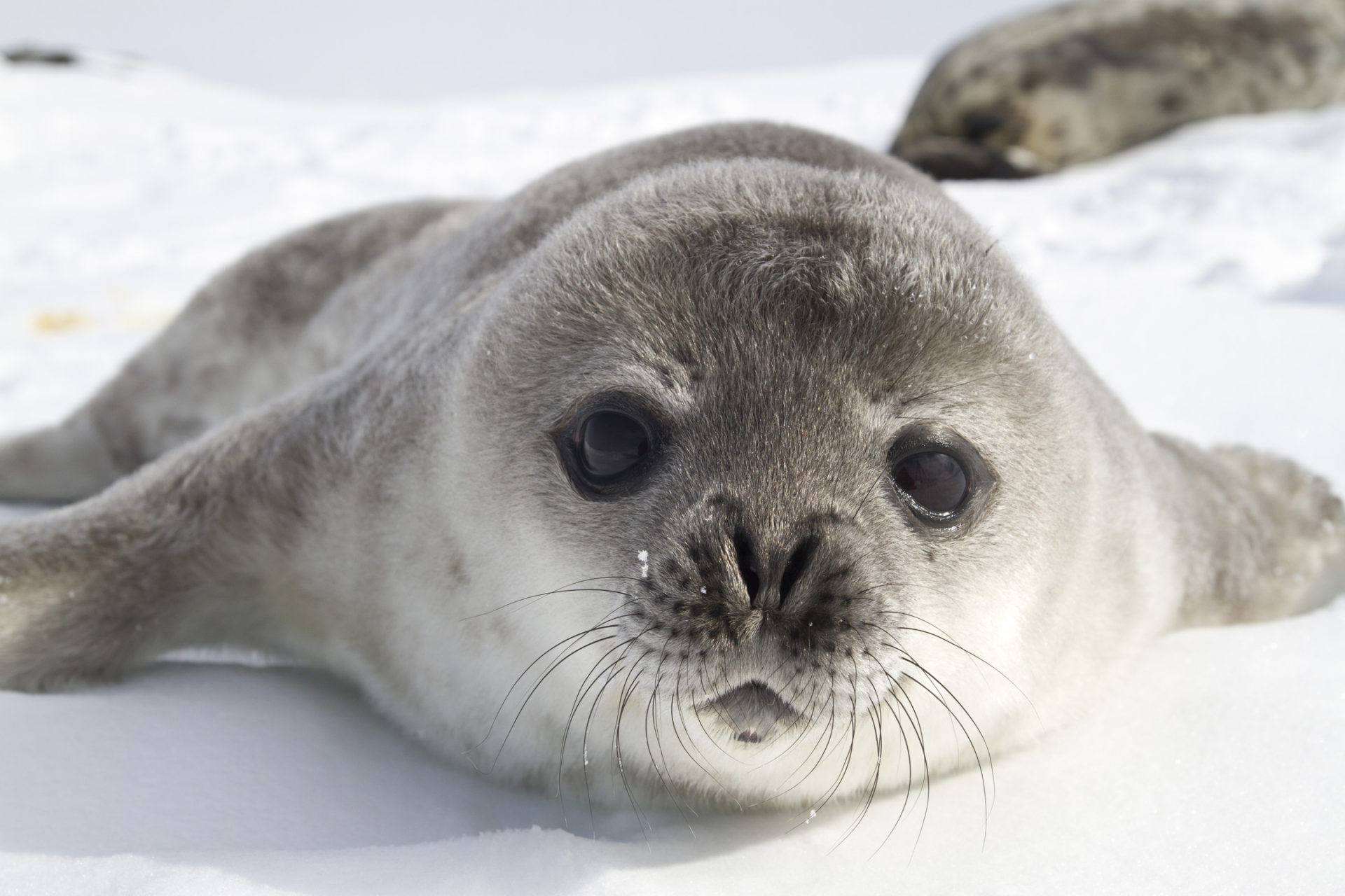 Seal Wallpapers