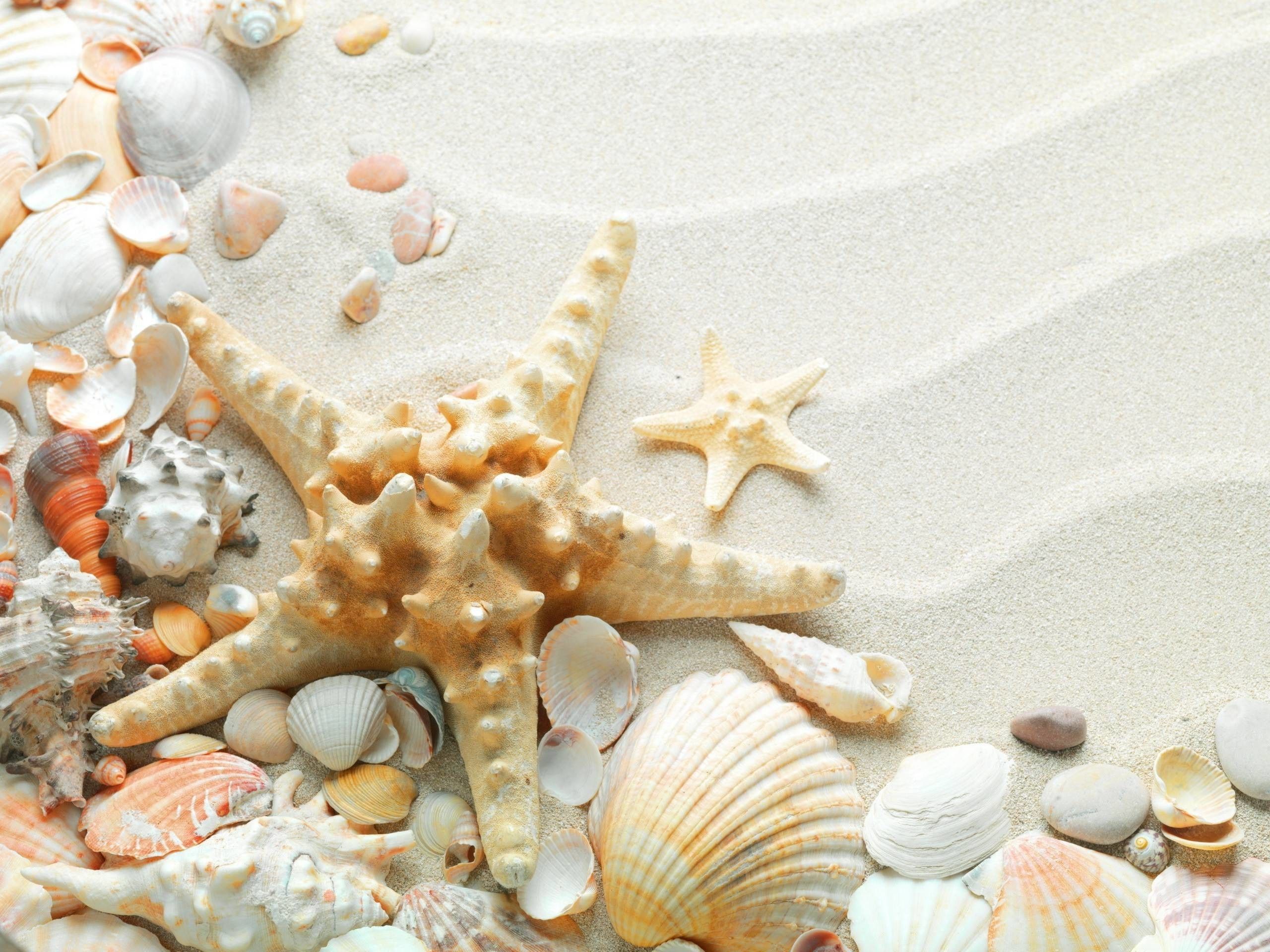 Seashell Wallpapers