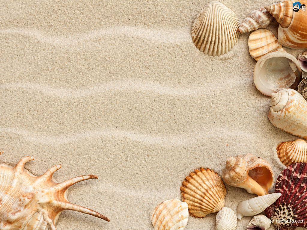 Seashell Wallpapers