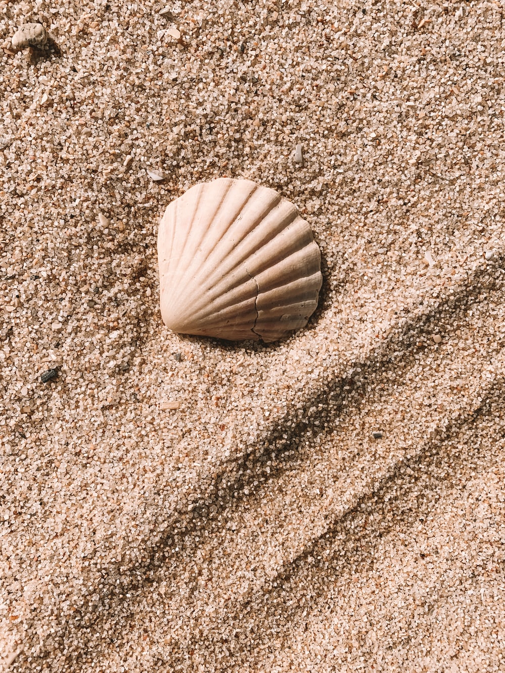 Seashell Wallpapers