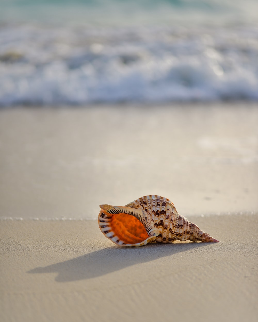 Seashell Wallpapers