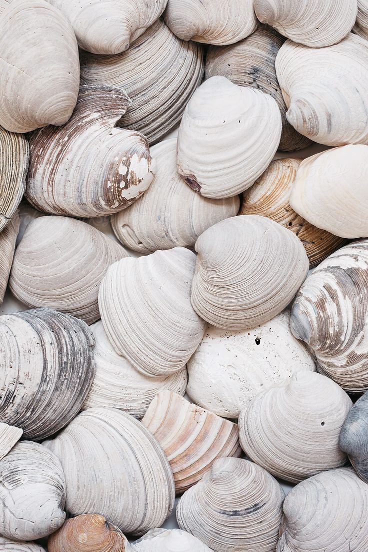 Seashell Wallpapers