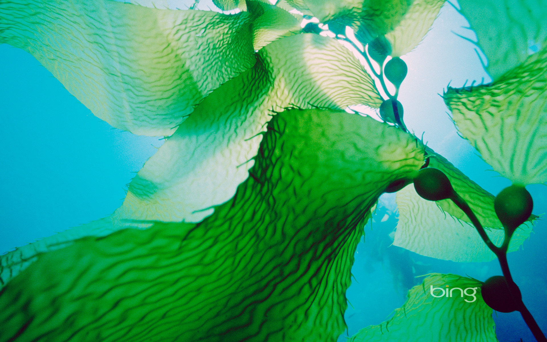 Seaweed Wallpapers