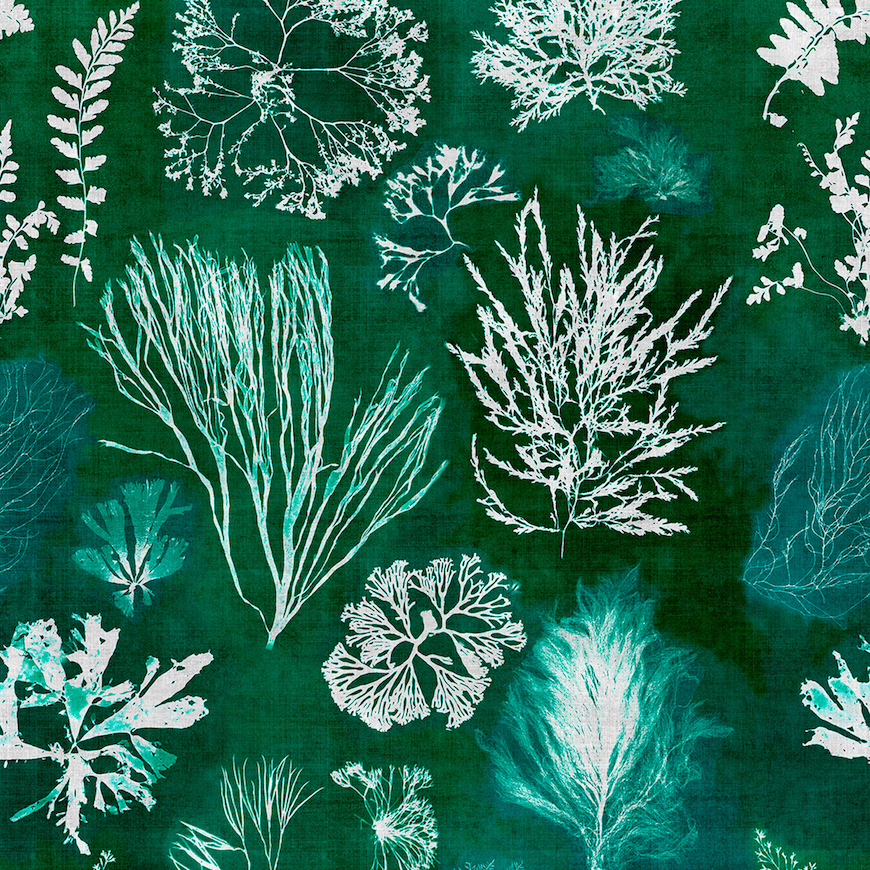 Seaweed Wallpapers