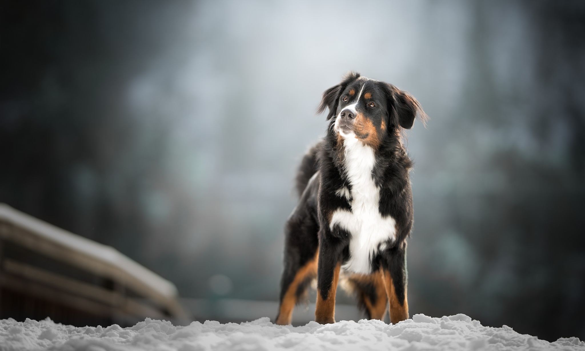 Sennenhund Wallpapers