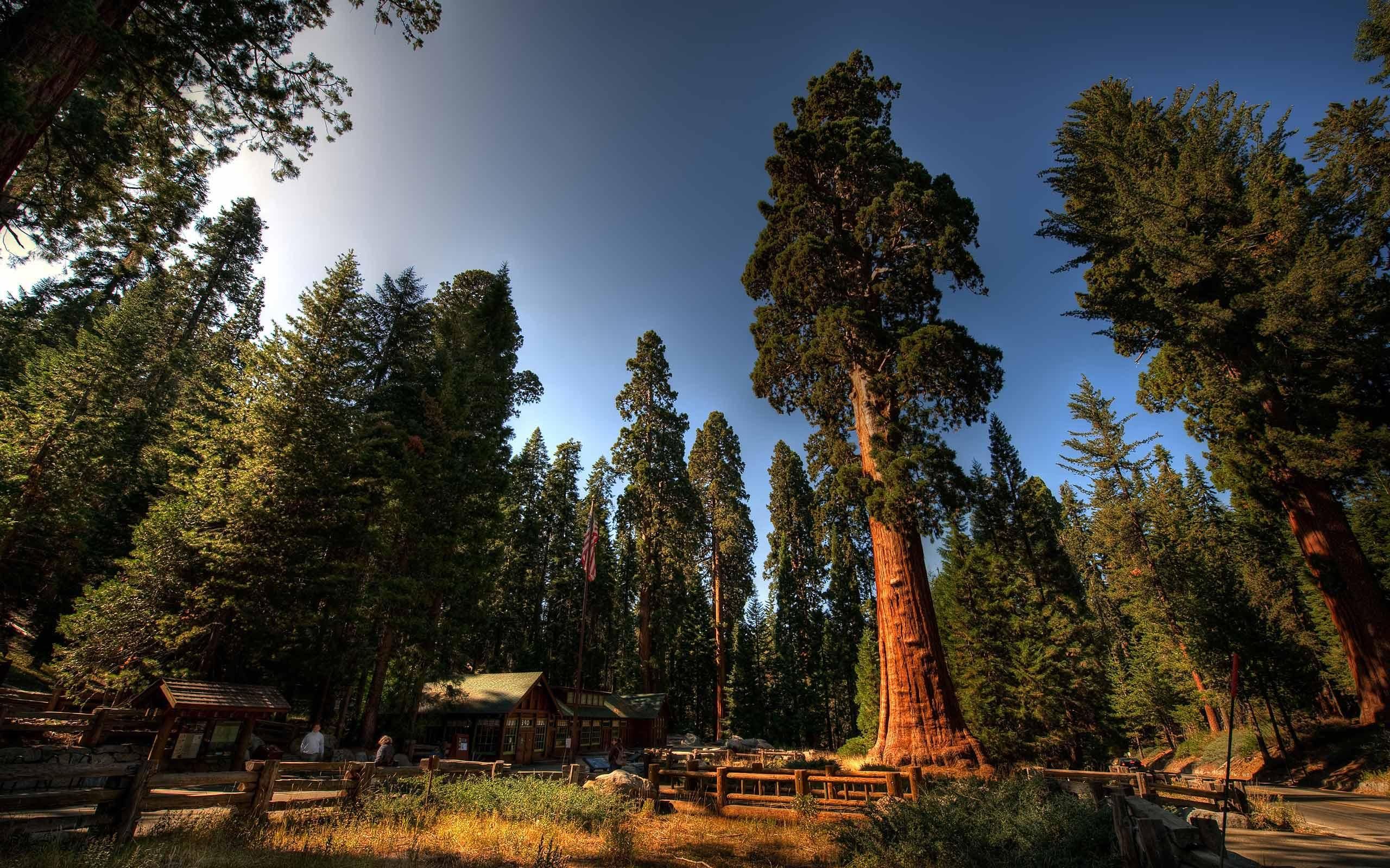 Sequoia National Park Wallpapers