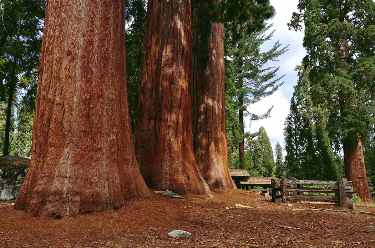 Sequoia National Park Wallpapers