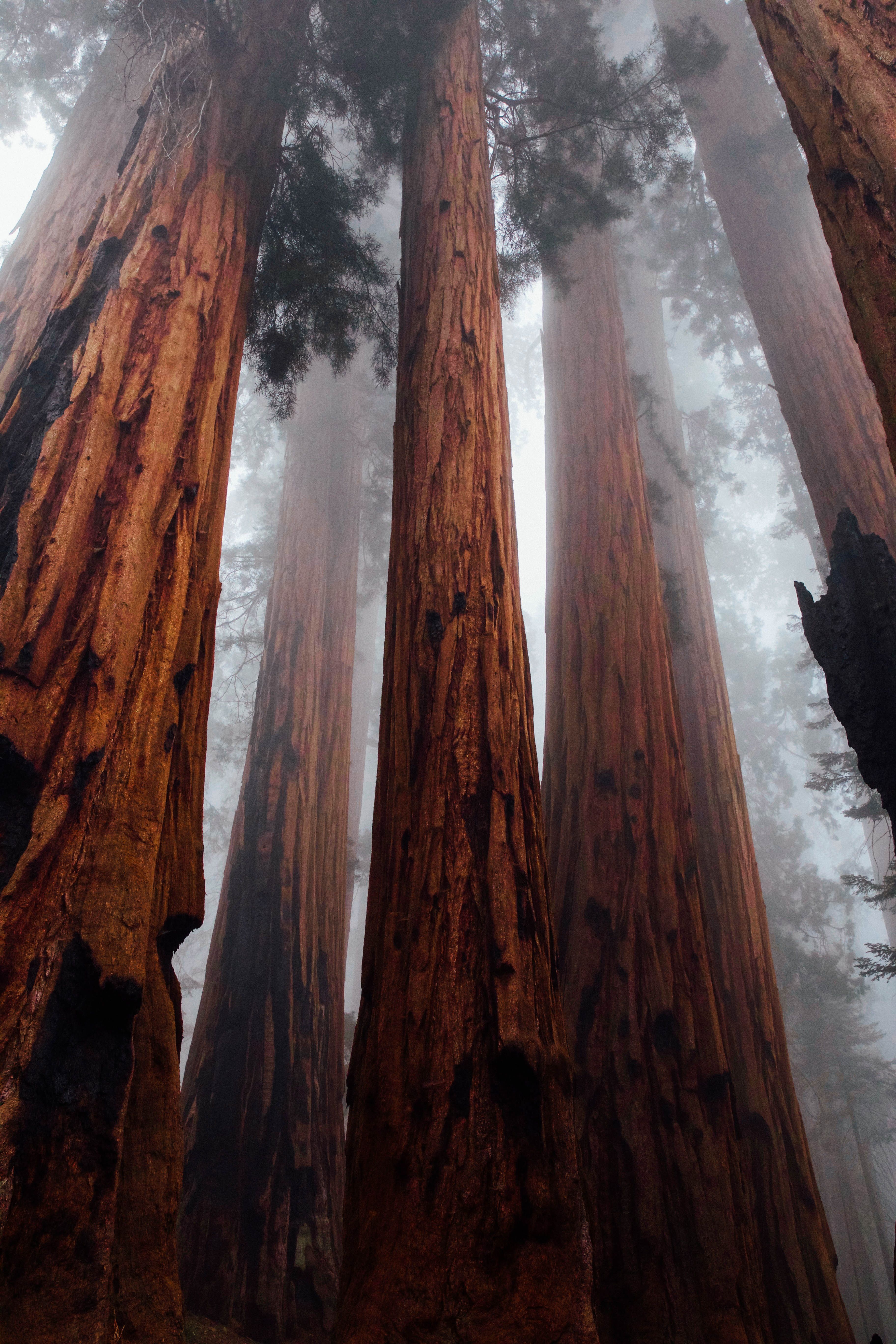 Sequoia Wallpapers