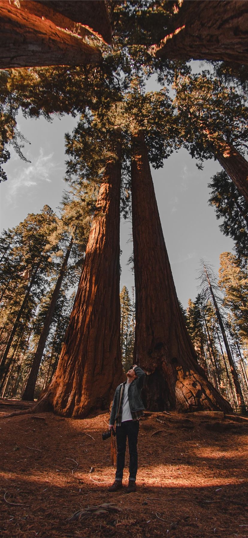 Sequoia Wallpapers