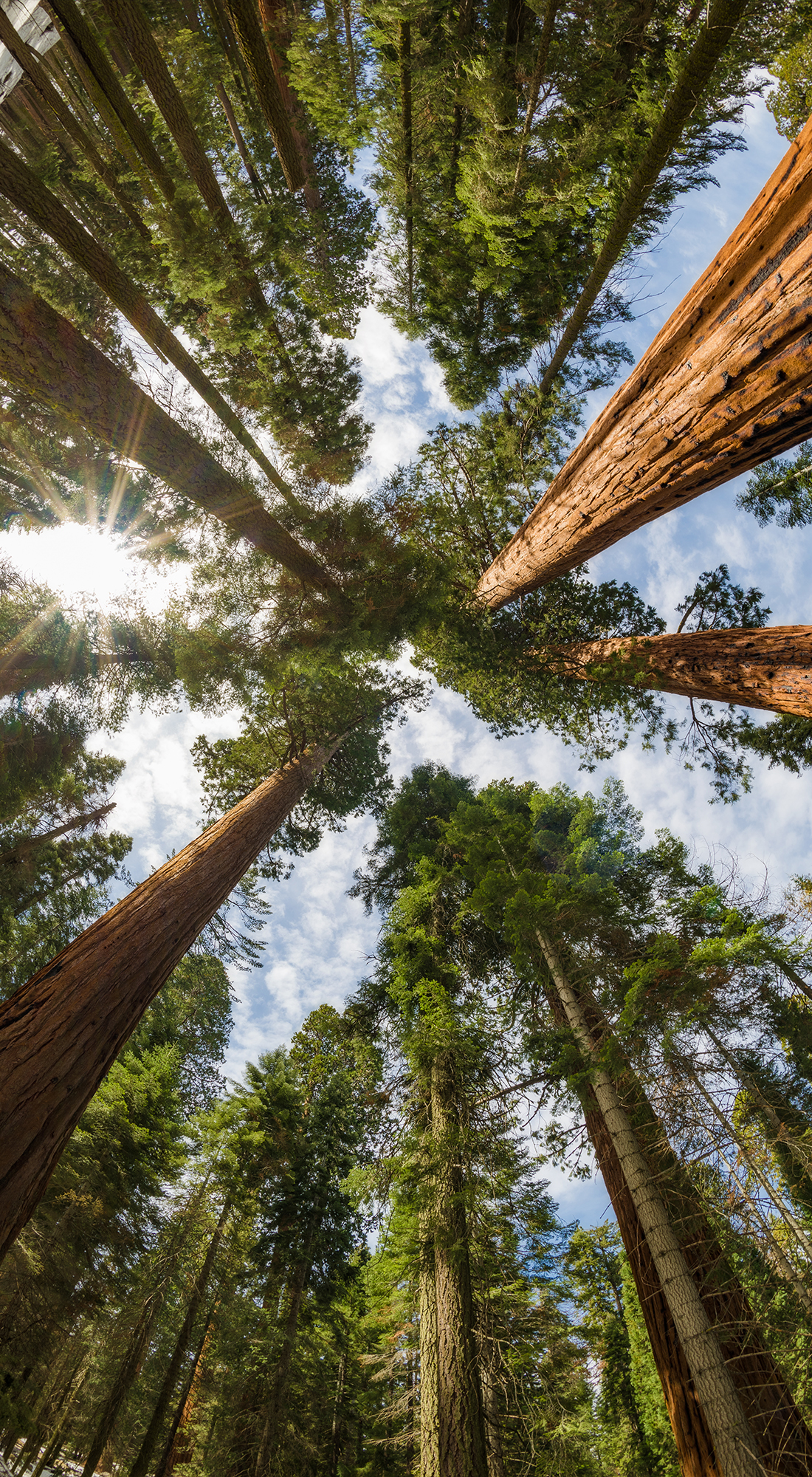 Sequoia Wallpapers