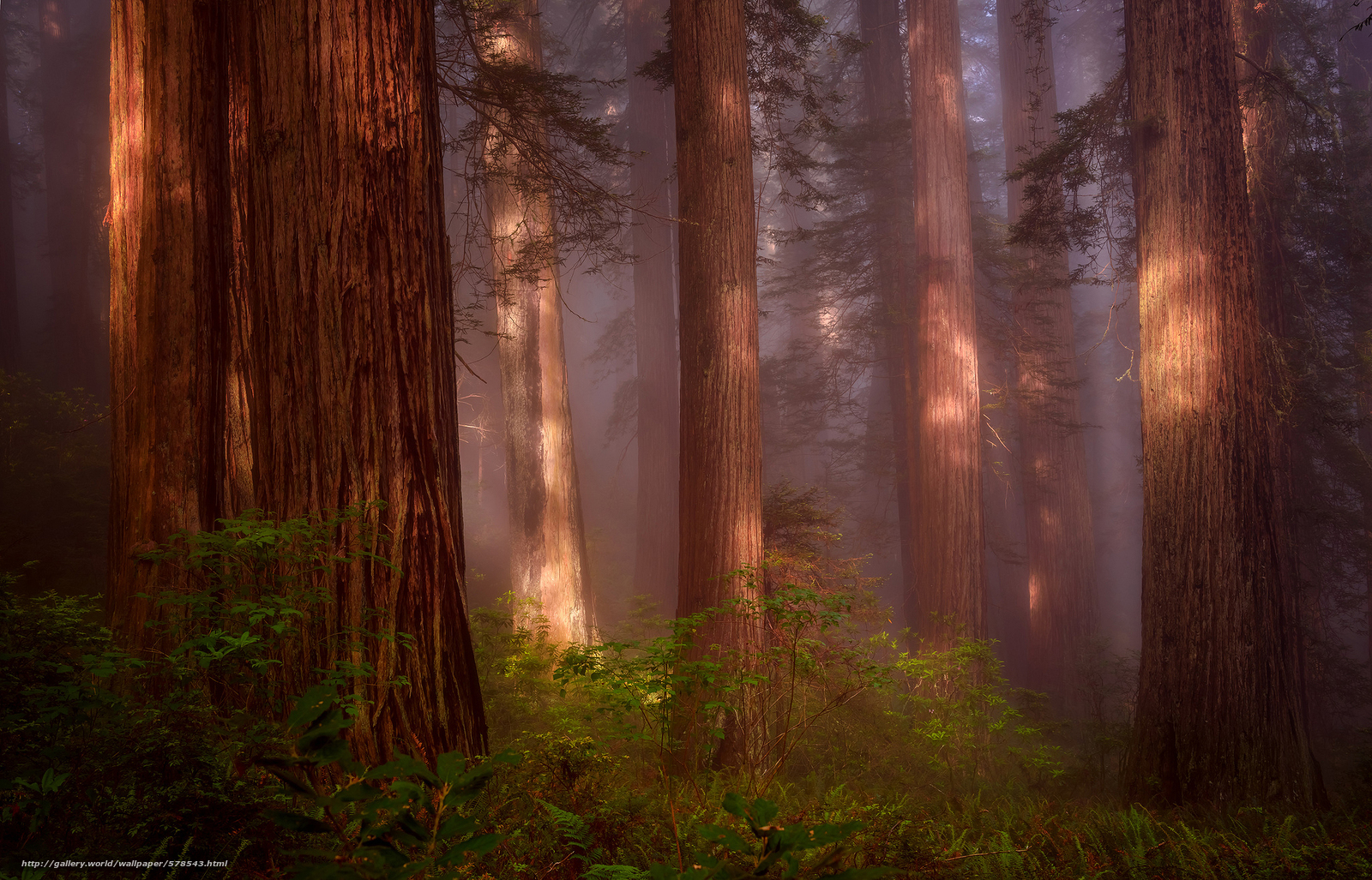 Sequoia Wallpapers