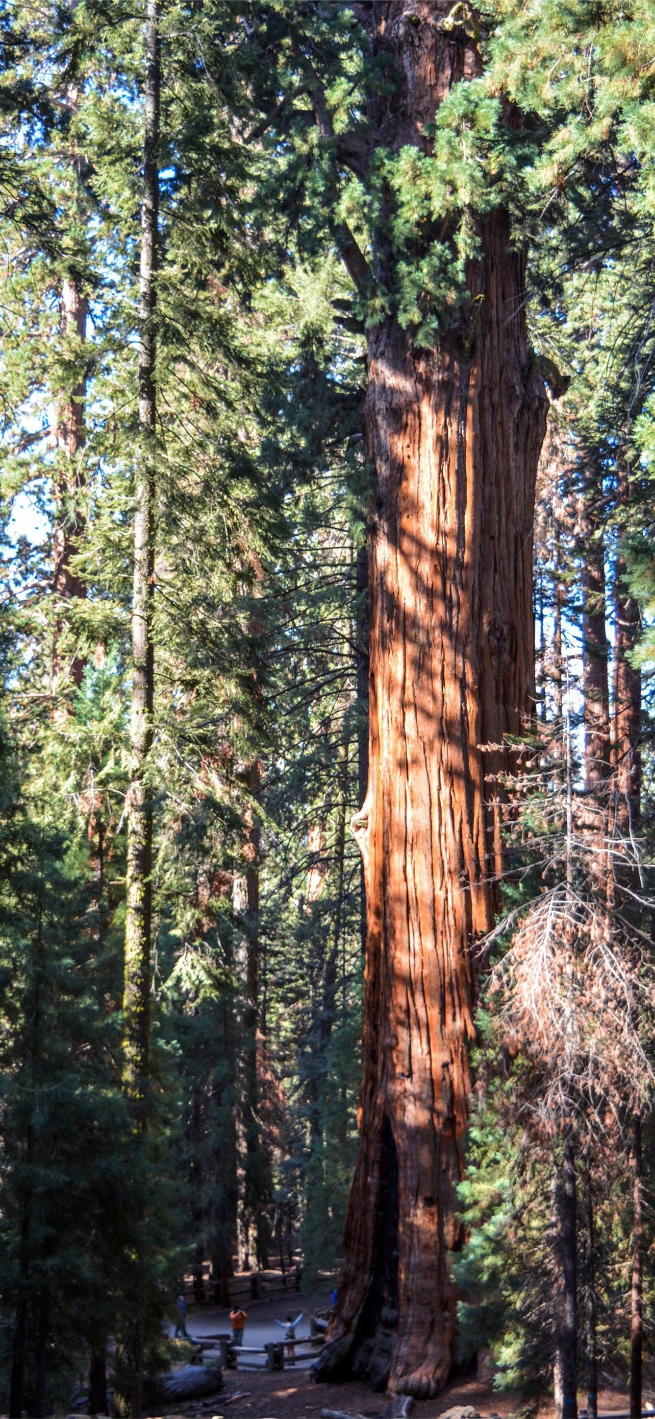 Sequoia Wallpapers