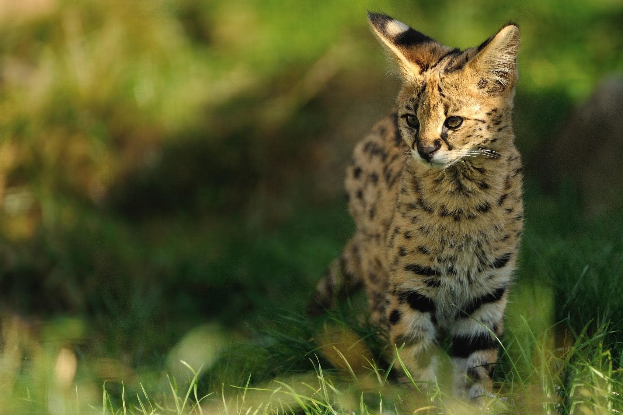 Serval Wallpapers